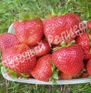 Клубника Сенсация