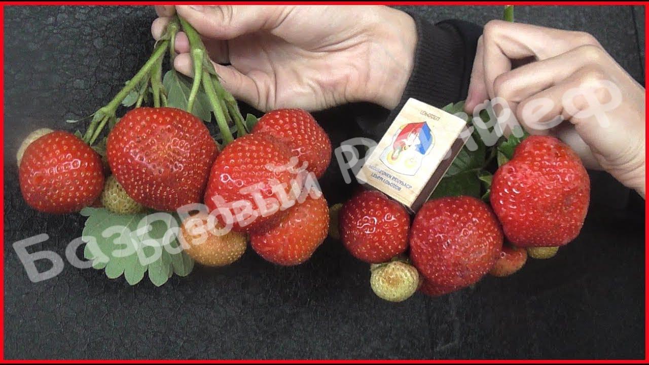 Клубника Сенсация