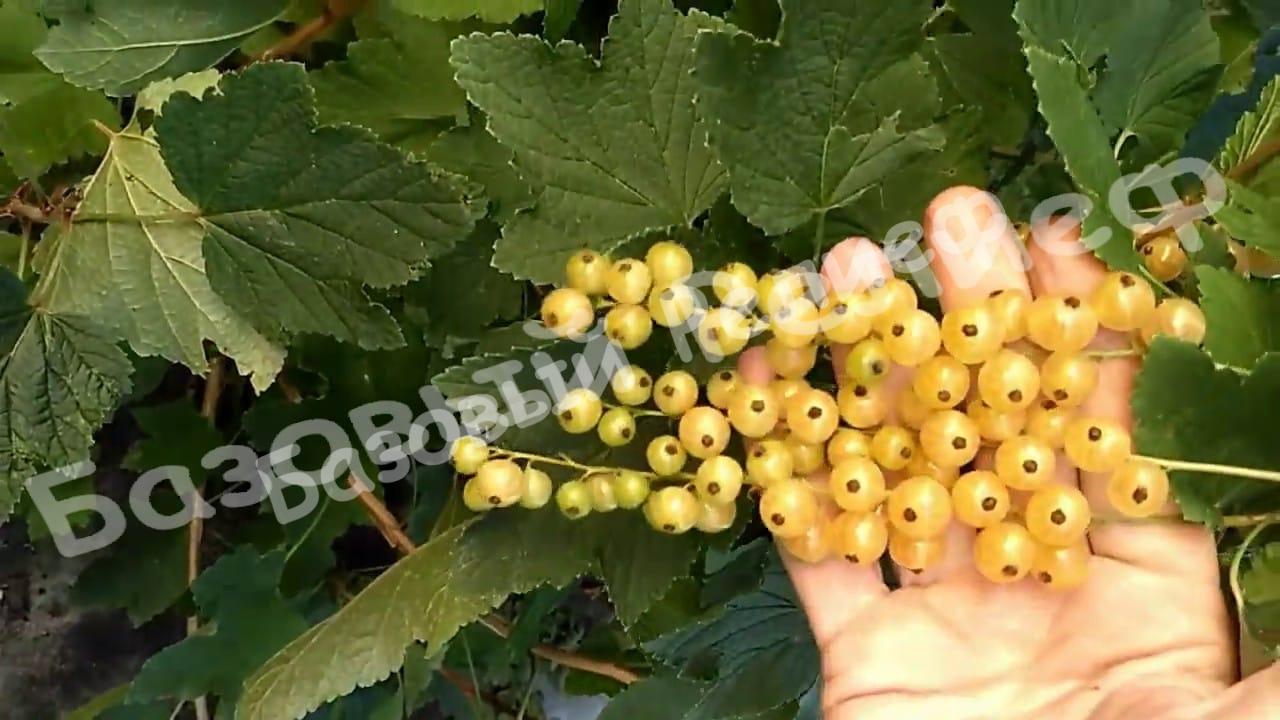 Смородина белая Баяна