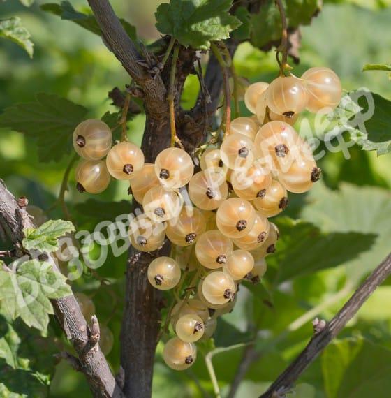 Смородина белая Голландская белая