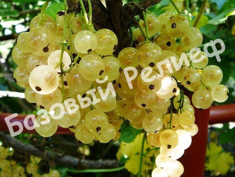 Смородина белая Смольяниновская