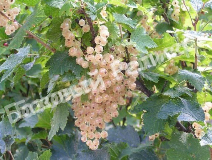 Смородина белая Смольяниновская