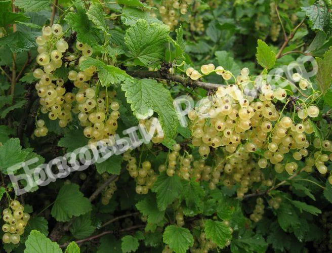Смородина белая Уральская белая