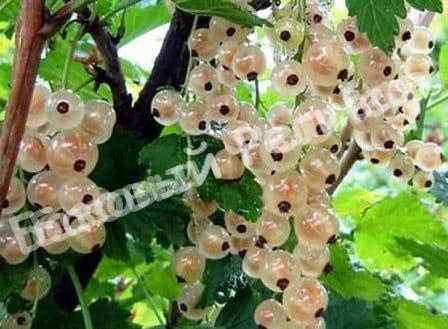 Смородина белая Зитавия