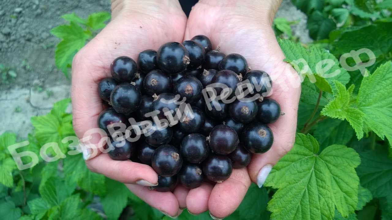 Смородина черная Багира