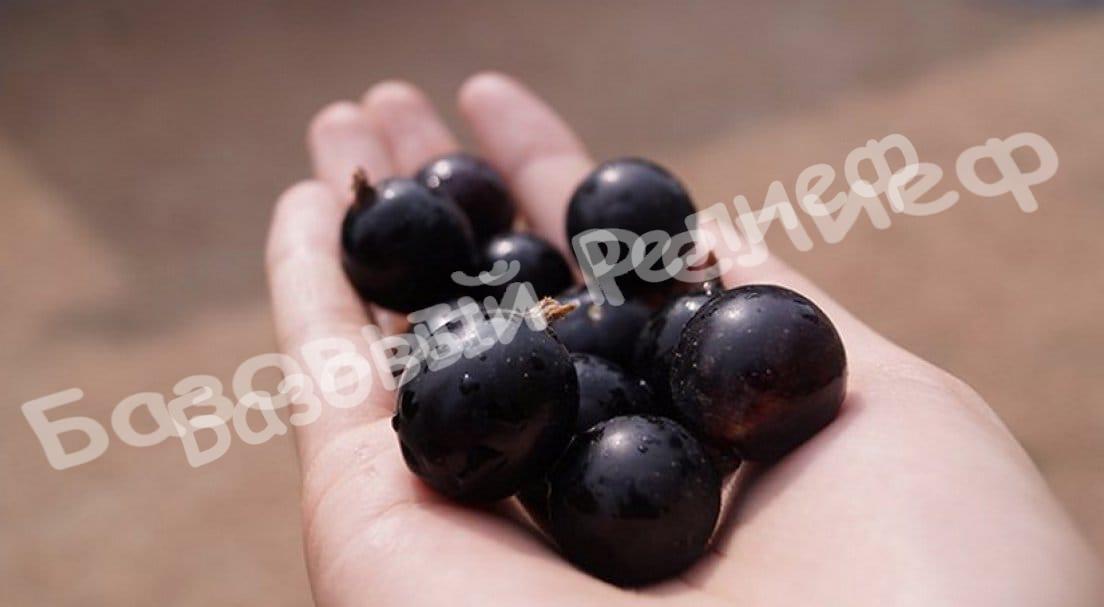 Смородина черная Башкирский великан