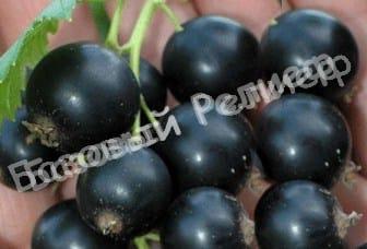 Смородина черная Черешневая