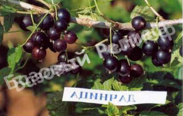 Смородина черная Дачница