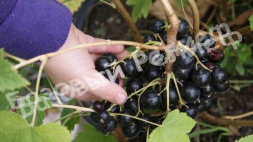 Смородина черная Деликатес