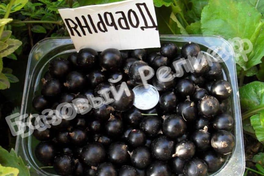 Смородина черная Добрыня