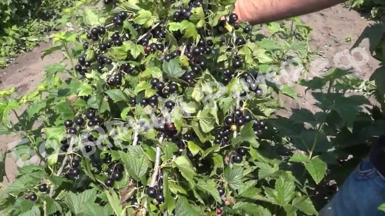 Смородина черная Добрыня