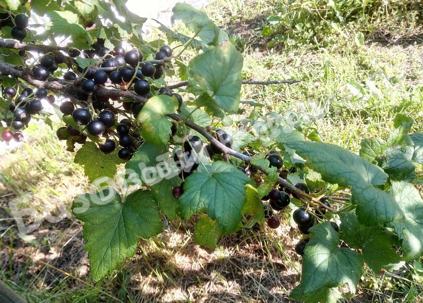 Смородина черная Голубка