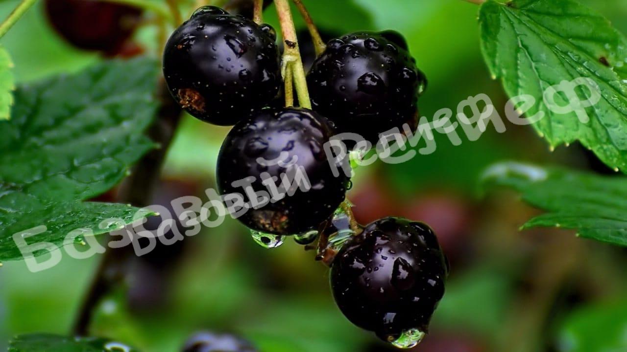 Смородина черная Измайловская