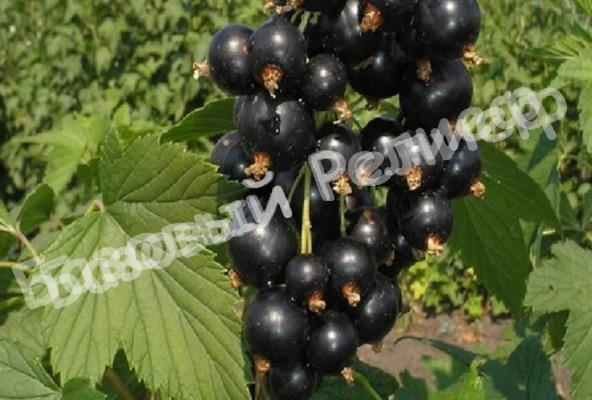 Смородина черная Измайловская