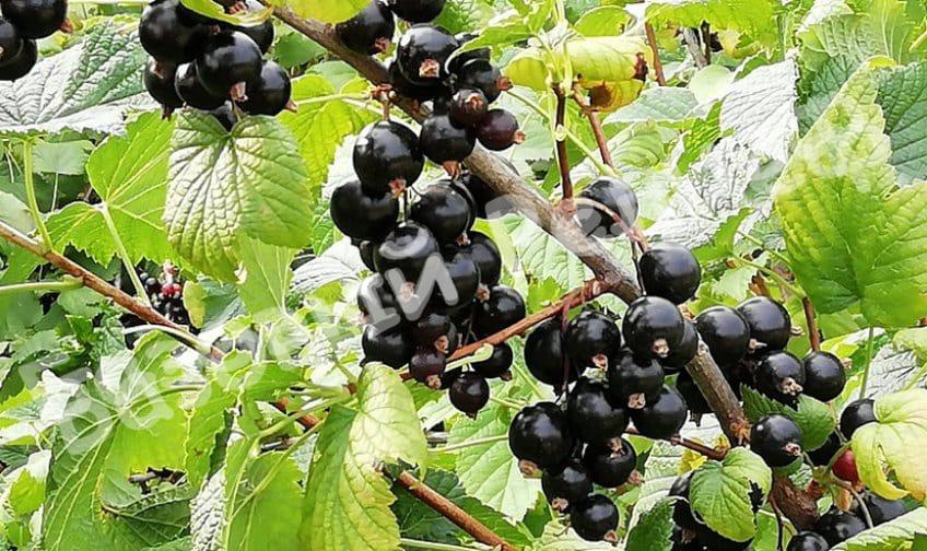 Смородина черная Виноградная