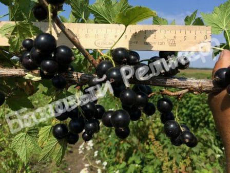Смородина черная Ядреная