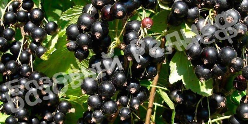 Смородина черная Зеленая дымка