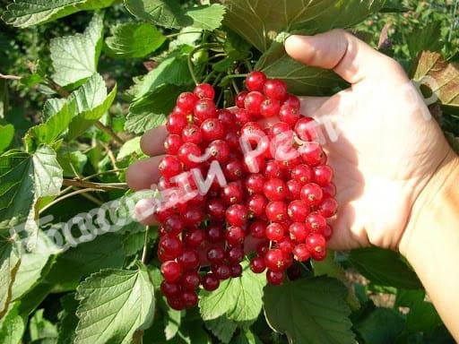 Смородина красная Алая зорька