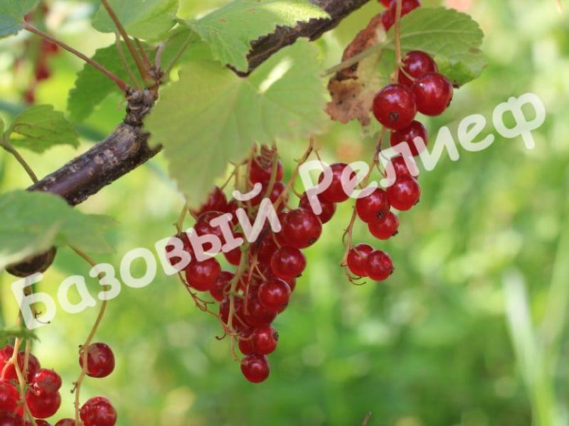 Смородина красная Чулковская