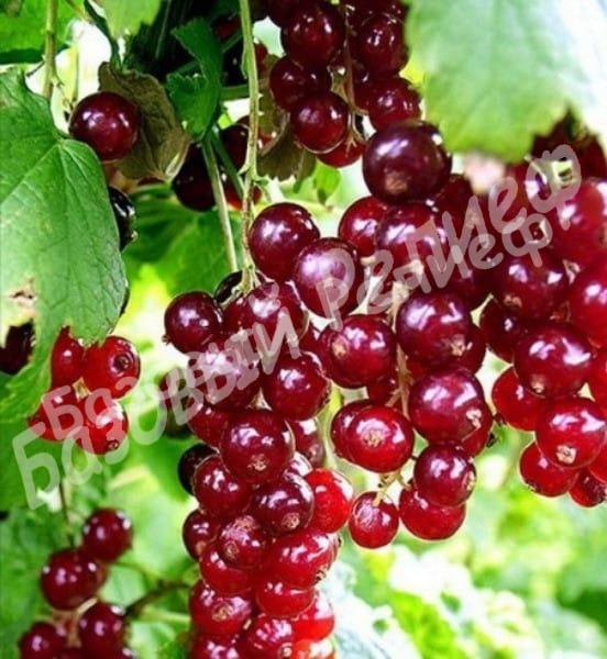 Смородина красная Ильинка