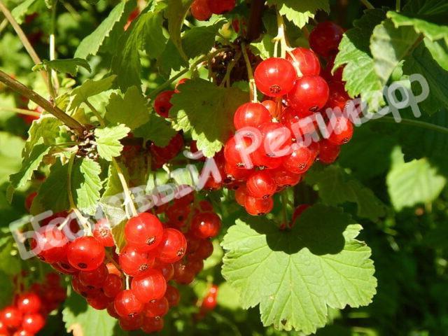 Смородина красная Мечта