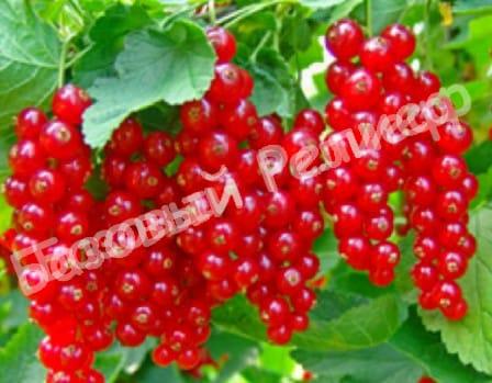 Смородина красная Надежда