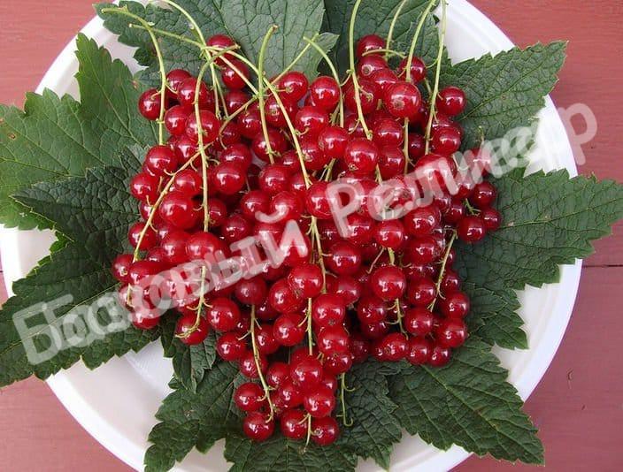 Смородина красная Натали