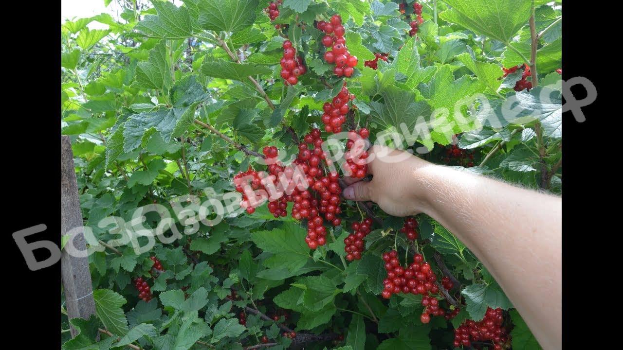Смородина красная Уральская красавица