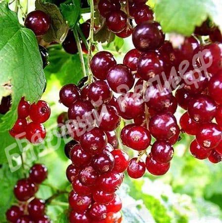 Смородина красная Уральский сувенир