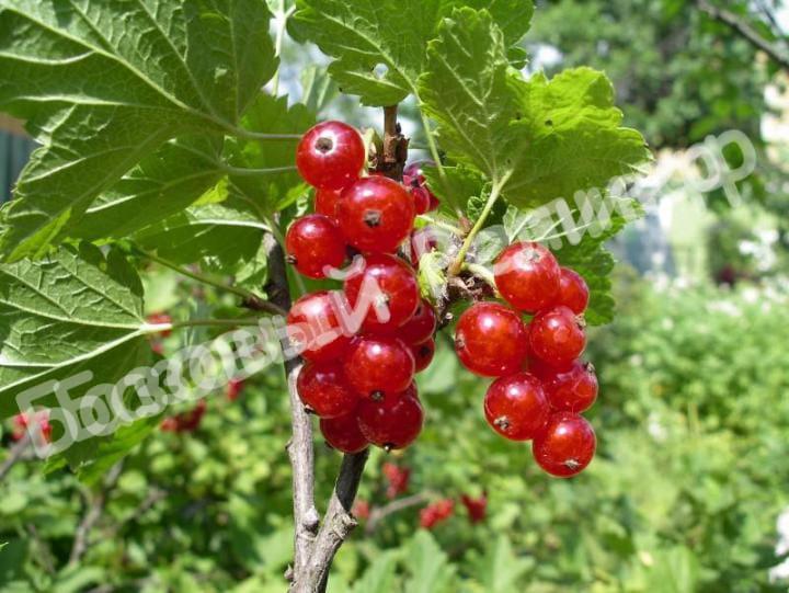Смородина красная Уральский сувенир
