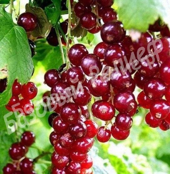 Смородина красная Вика