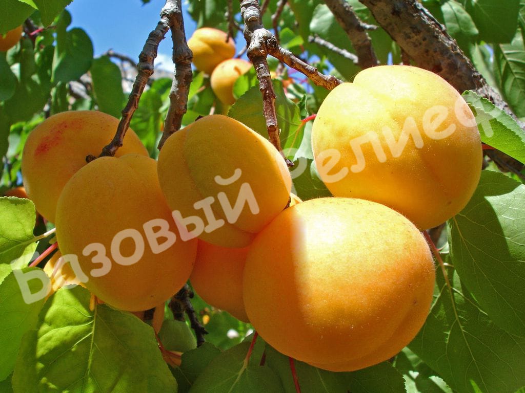 Абрикос Айсберг