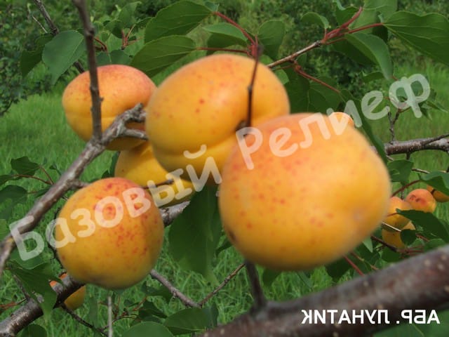 Абрикос Лунатик