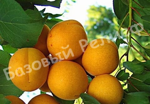 Абрикос Маньчжурский