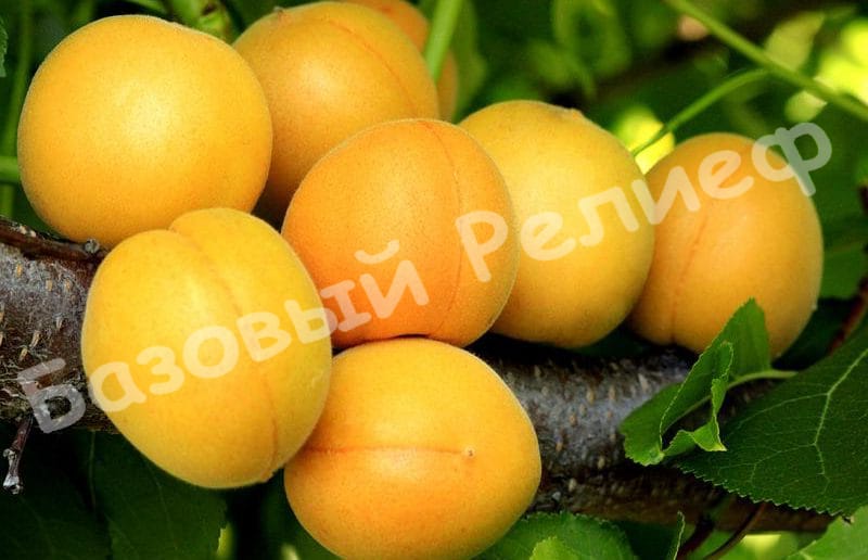 Абрикос Медовый