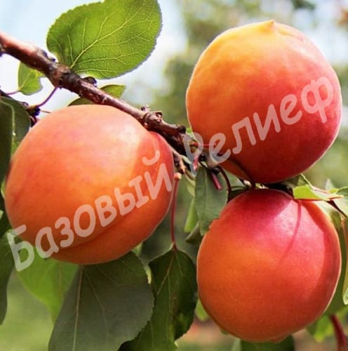 Абрикос Персиковый