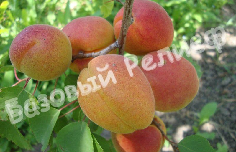 Абрикос Персиковый