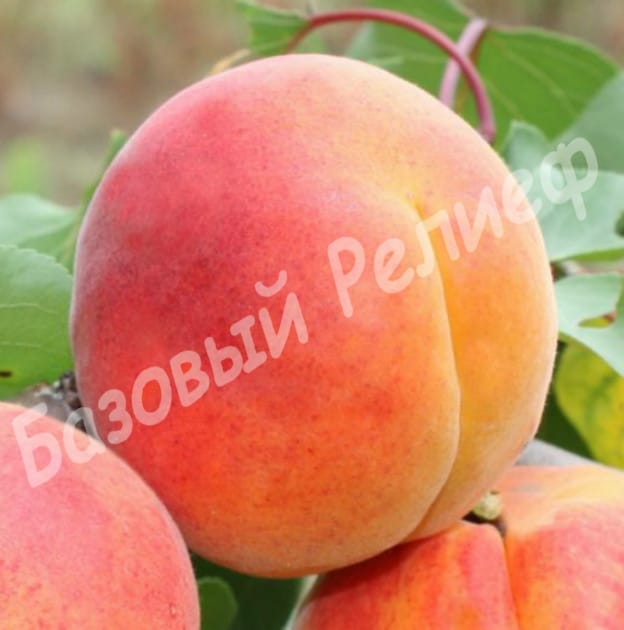 Абрикос Персиковый
