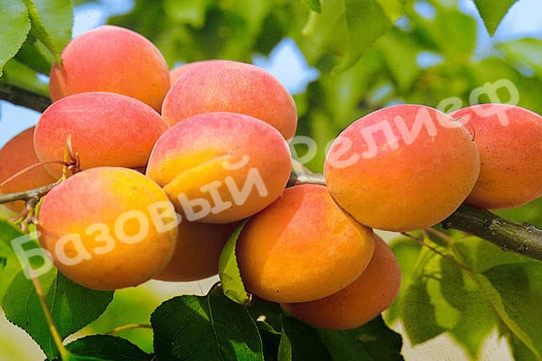 Абрикос Золотой Юбилейный