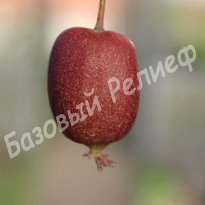 Актинидия аргута Скарлет септембер