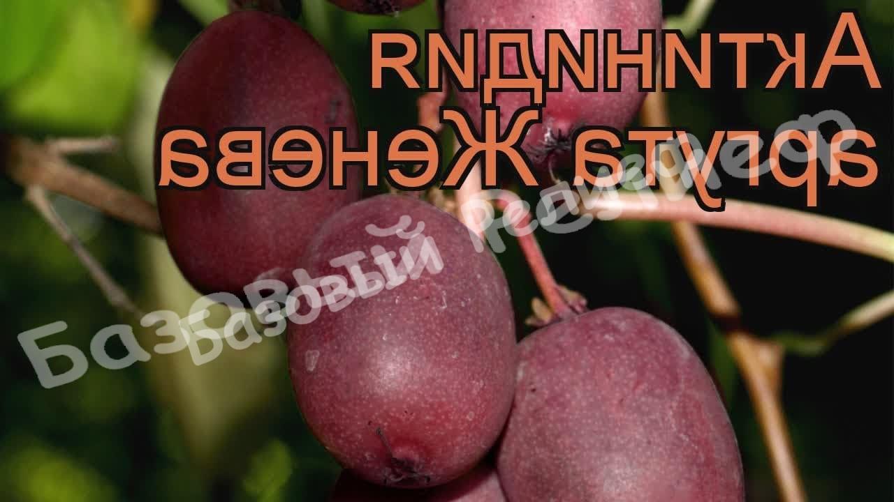 Актинидия аргута Женева