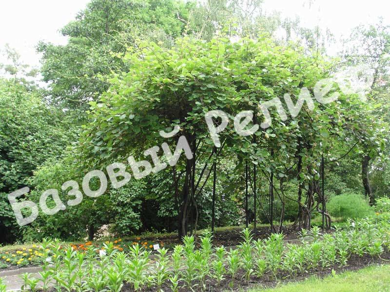 Актинидия Аргута
