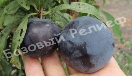 Алыча Блек голд