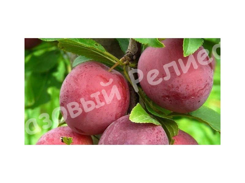Алыча Дынная