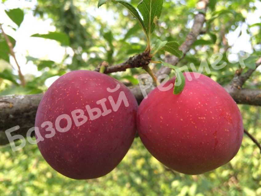 Алыча Дынная