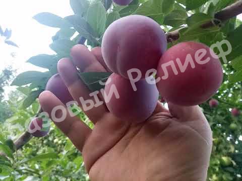 Алыча Машенька