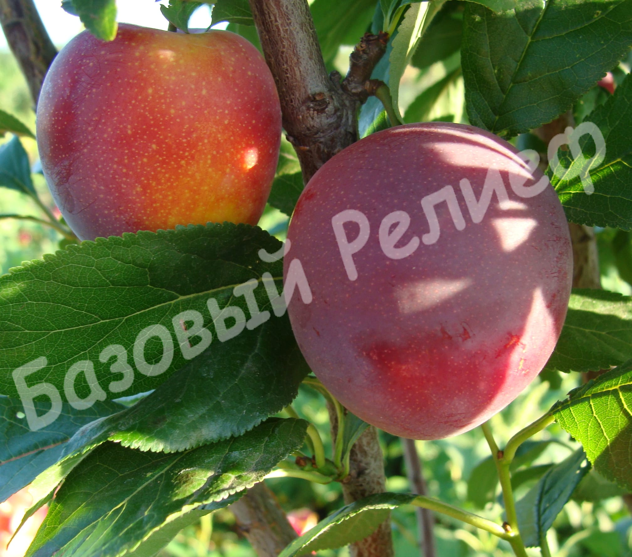 Алыча Оленька