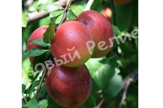 Алыча Оленька