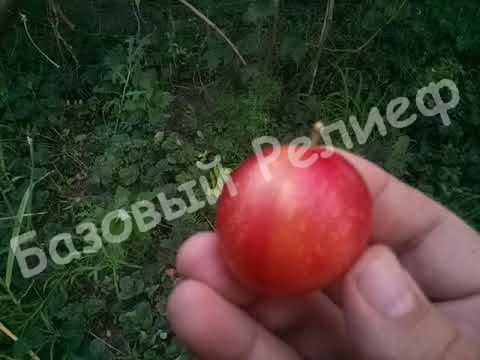 Алыча Оленька