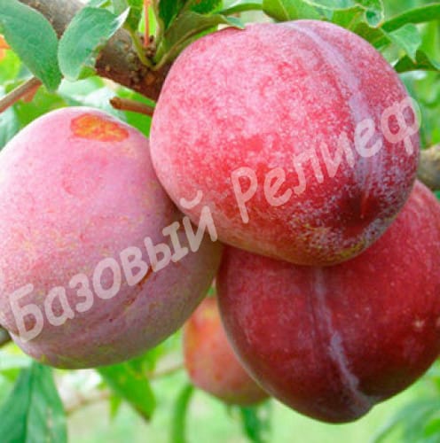 Алыча Озарк Премьер